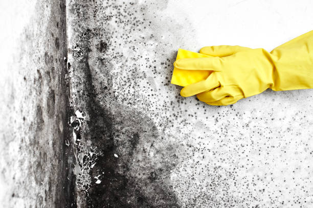 Best Post-Flood Mold Remediation in Pendleton, SC