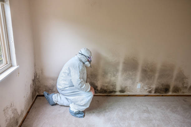 Best DIY Mold Remediation Support Services in Pendleton, SC